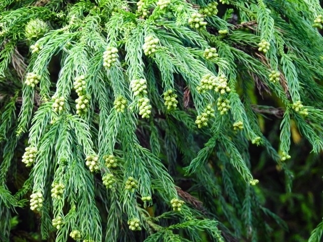 スギ花粉　季節性アレルギー性鼻炎