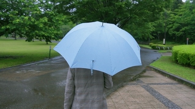 2024年 花粉飛散量