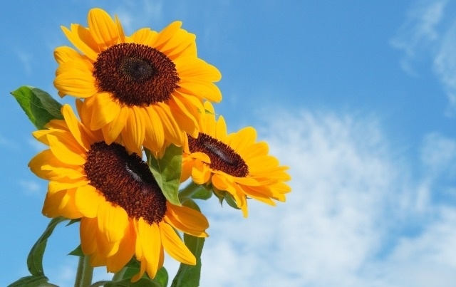 光化学オキシダント