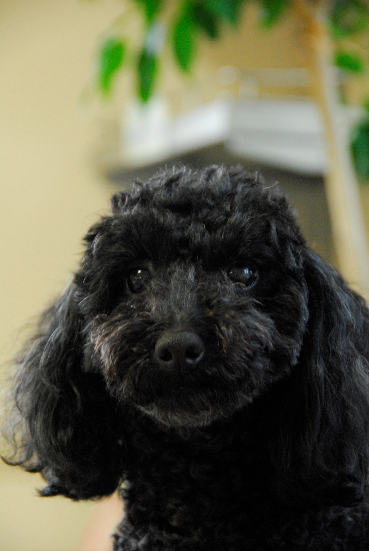 食物アレルギー お知らせ オレンジ動物病院 病院 介護ナビ Milmil