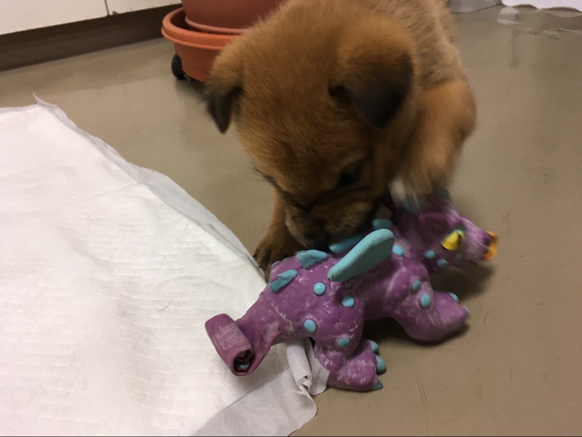 子犬を迎えました おもちゃで遊ぶ お知らせ オレンジ動物病院 病院 介護ナビ Milmil