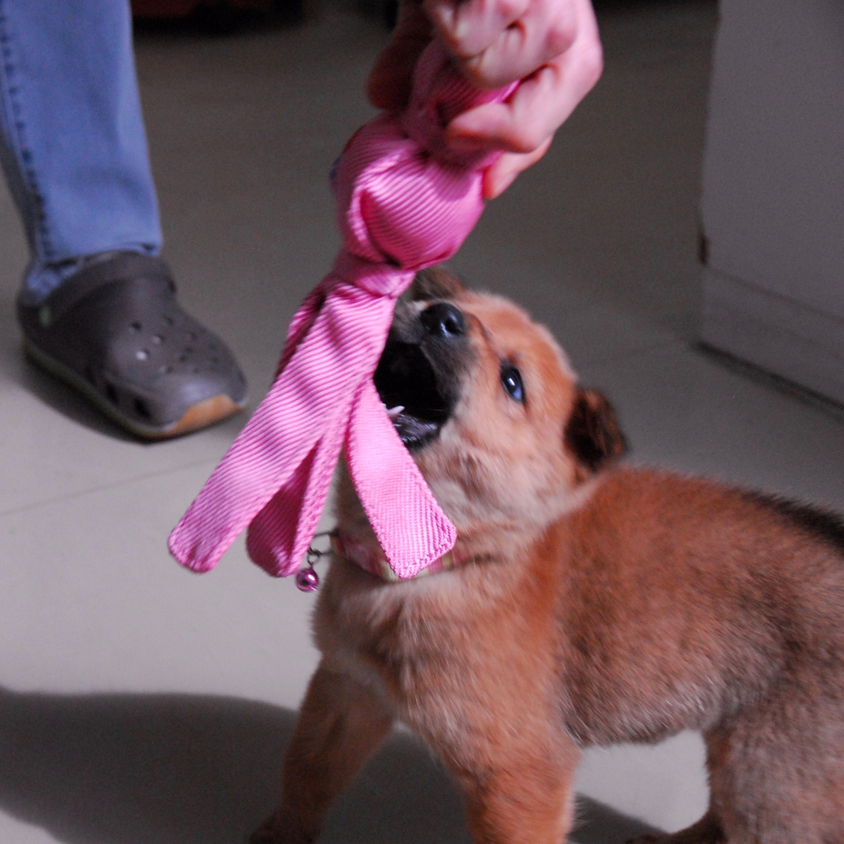 子犬を迎えました なぜしつけが必要 遊び について お知らせ オレンジ動物病院 病院 介護ナビ Milmil