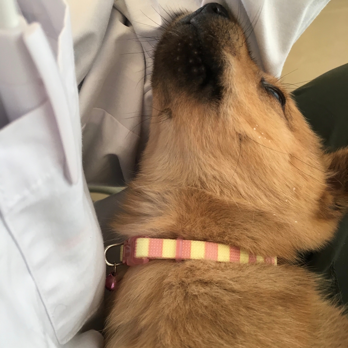 子犬を迎えました!⑭首輪とリードに慣らす お知らせ オレンジ動物病院 病院・介護ナビ milmil