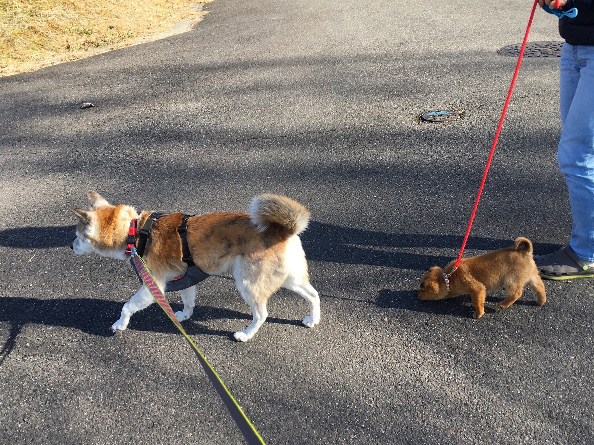 子犬を迎えました お散歩デビュー お知らせ オレンジ動物病院 病院 介護ナビ Milmil