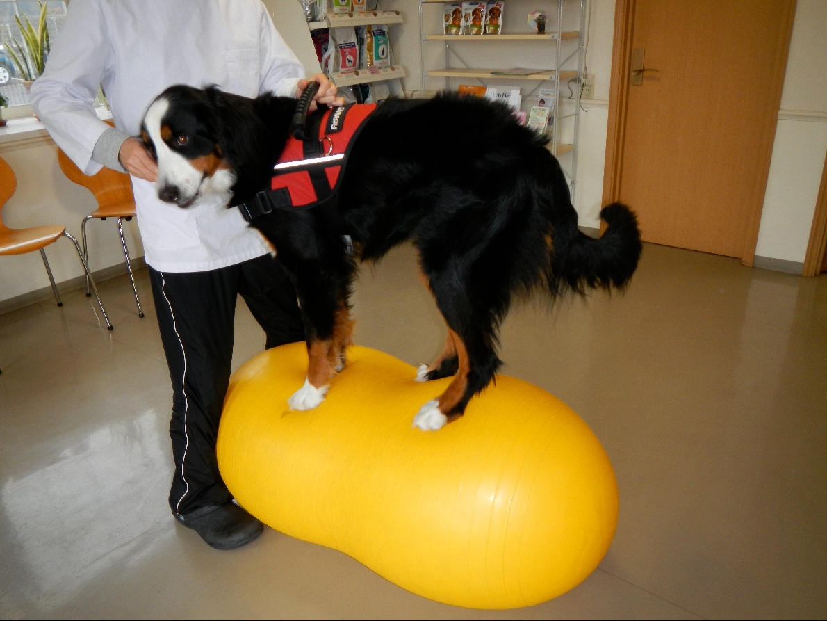 犬の体幹トレーニング お知らせ オレンジ動物病院 病院 介護ナビ Milmil