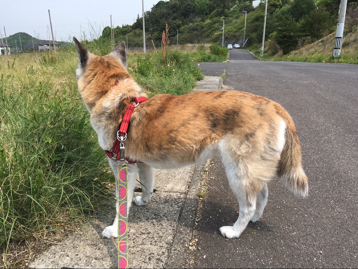 変形性脊椎症についてー飼い主さんの9割は気付いていない ー お知らせ オレンジ動物病院 病院 介護ナビ Milmil