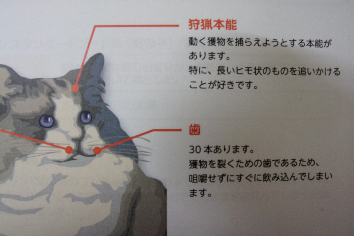 誤飲と本能(ネコちゃん編)  お知らせ  オレンジ動物病院  病院 