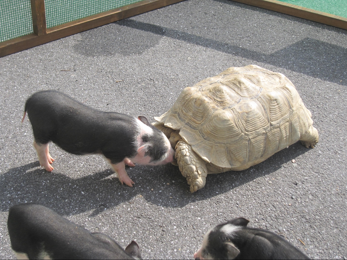 福祉の杜 1日移動動物園開催 お知らせ 介護老人保健施設 サンライズ屋島 病院 介護ナビ Milmil
