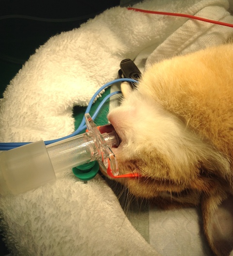 うさぎ気管内挿管