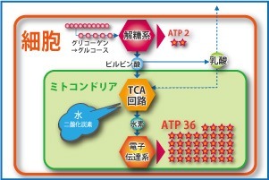 ピルビン酸、クエン酸、初動負荷運動トレー