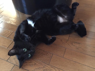 猫、トレーニングジム、初動負荷トレーニン