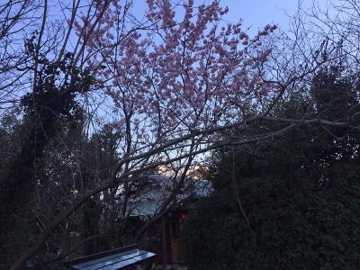 善通寺 琴平 桃の花 満開 ふじた医院