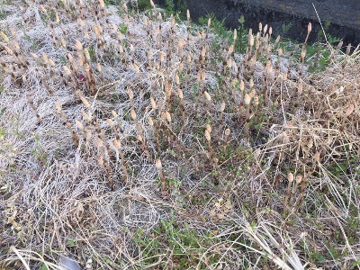 多度津 善通寺 つくし 春の息吹 ふじた