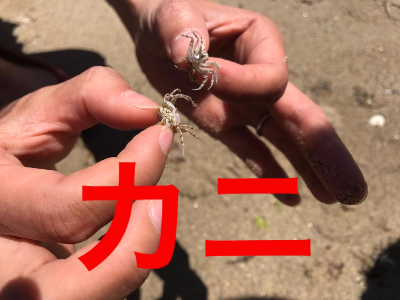 善通寺市 丸亀市 三豊市 詫間町 仁尾町