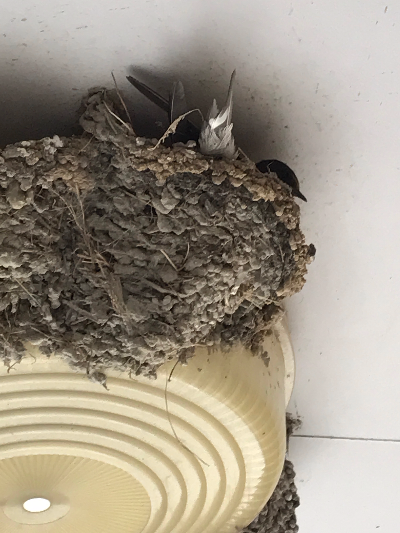 丸亀 善通寺   訪問リハビリ 往診 リ