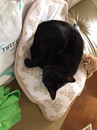 善通寺 丸亀 ネコ 猫に噛まれる 傷 消