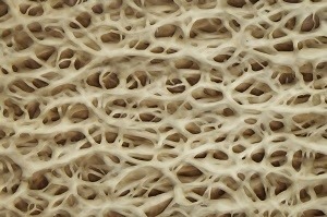 骨タンパク質であるⅠ型コラーゲン、初動負