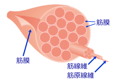 善通寺 丸亀  肩関節周囲炎 筋筋膜 ふ
